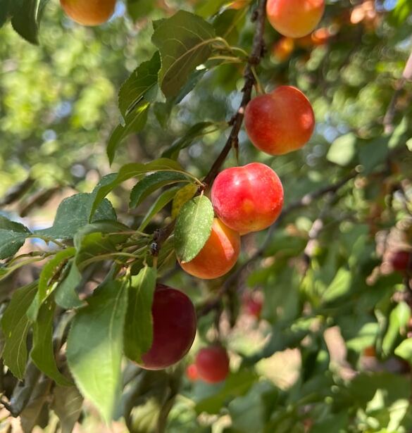 Ume, Umeshu & Umeboshi – Japans traditionelle Geschmäcker des Sommers