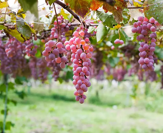 Japanese Wine