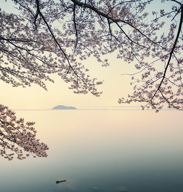 Hanami Sake