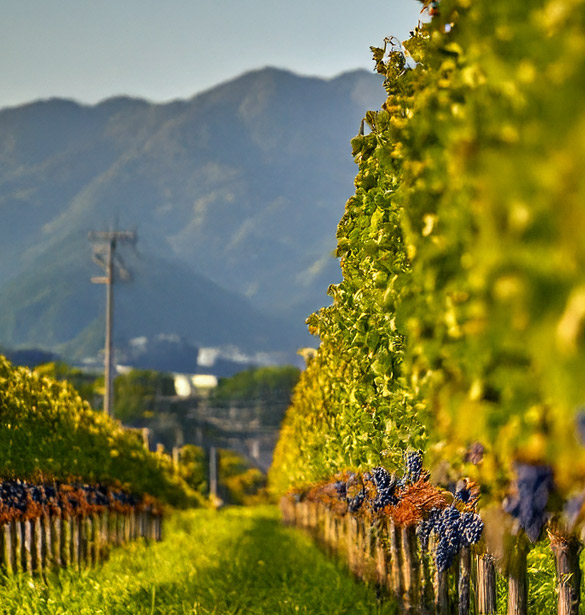 Japanese Wine – Tradition, Terroir, and the Unique Koshu Grape