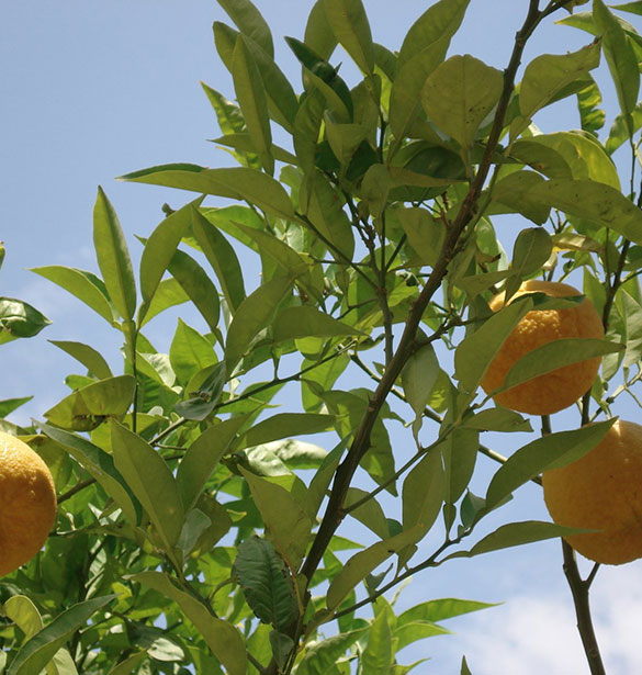 What is Yuzu?